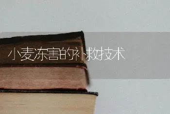 小麦冻害的补救技术