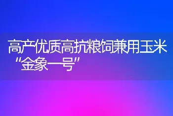 高产优质高抗粮饲兼用玉米“金象一号”