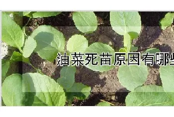 油菜死苗原因有哪些