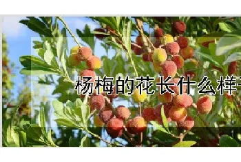 杨梅的花长什么样子