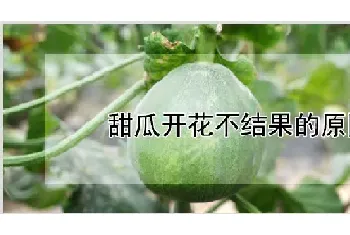 甜瓜开花不结果的原因