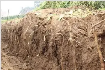 山药种植技术和病虫害防治