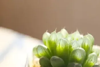 耐阴多肉植物有哪些?耐阴多肉植物大全