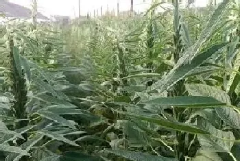 黑芝麻什么时候种植最好?