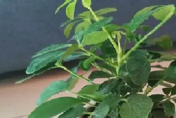 鸭脚木是木本植物吗?