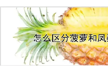 怎么区分菠萝和凤梨