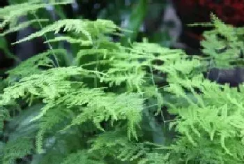 多年生草本植物有哪些?多年生草本植物大全