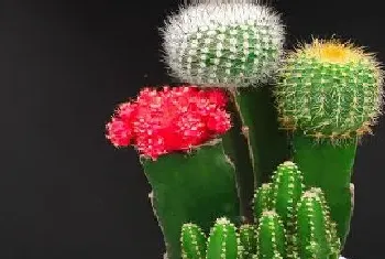 带刺的多肉植物有哪些?带刺的多肉植物大全