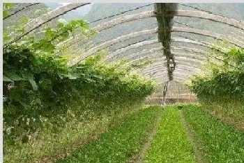 2019年6月份蔬菜种植注意什么