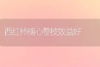 西红柿摘心整枝效益好