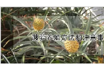 菠萝养殖方法和注意事项