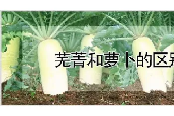 芜菁和萝卜的区别