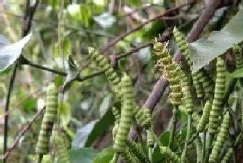 虫草树长什么样子?虫草树形态特征与植物学史