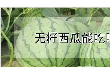 无籽西瓜能吃吗