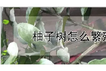 柚子树怎么繁殖