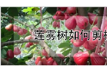 莲雾树如何剪枝