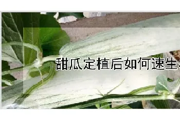 甜瓜定植后如何速生根