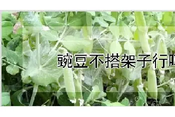 豌豆不搭架子行吗