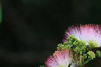 合欢花适合种在院子里吗,在家里种植要注意位置?