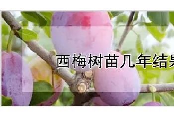 西梅树苗几年结果