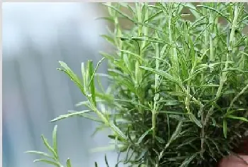 迷迭香种植技术 迷迭香的种植方法是什么？