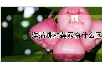 洋蒲桃和莲雾有什么区别