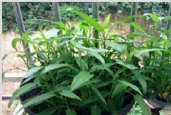 盆栽空心菜的种植方法及养护要点