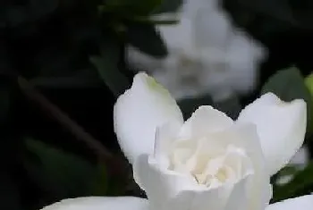 栀子花风水寓意与作用,家里摆放栀子花风水禁忌