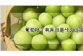 葡萄叶子有黑点是什么造成的