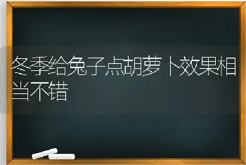 冬季给兔子点胡萝卜效果相当不错