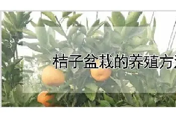 桔子盆栽的养殖方法