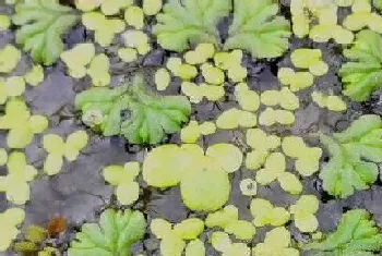 长在水里的植物有哪些?长在水里的植物大全