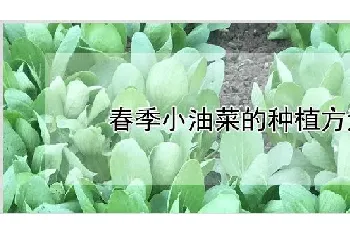 春季小油菜的种植方法