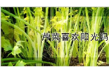 芹菜喜欢阳光吗