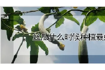 丝瓜什么时候种植最好