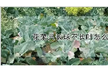 花菜只长球不长叶怎么办