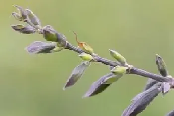 鼠尾草耐寒吗?鼠尾草的养殖方法和注意事项