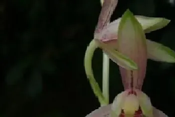 建兰彩凤一年开几次花?建兰彩凤形态特征与植物学史