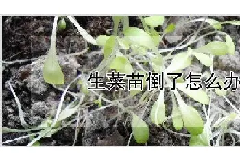 生菜苗倒了怎么办