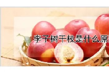 李子树干枝是什么原因