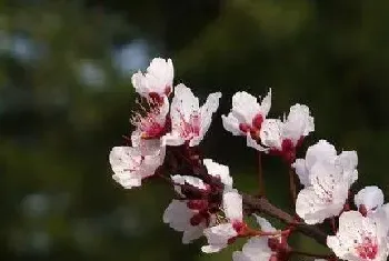 红叶李什么时候开花,花期是在几月?