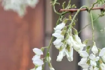 槐树一年开几次花?槐树形态特征与植物学史