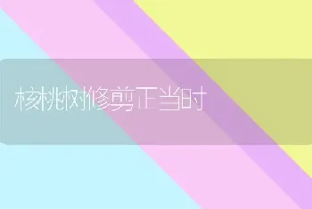 核桃树修剪正当时