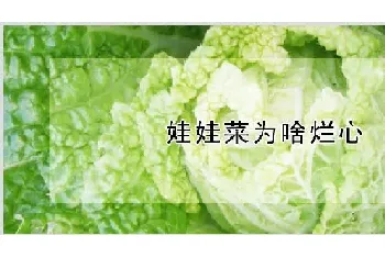 娃娃菜为啥烂心