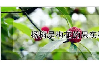 杨梅是梅花的果实吗