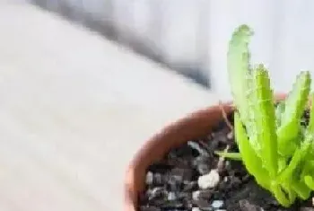 盆栽配土方法与种植土壤