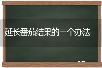 延长番茄结果的三个办法