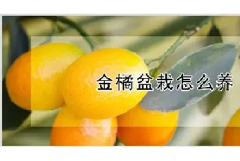 金橘盆栽怎么养