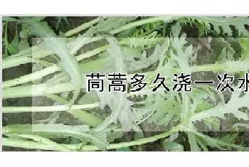 茼蒿多久浇一次水