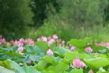 家里养荷花好不好,家里种荷花风水禁忌